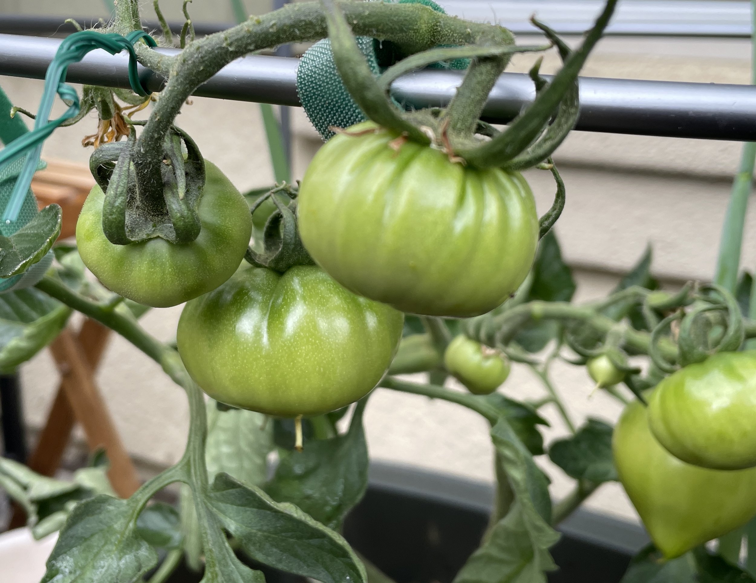  Look at these little guys grow! Slow, imperfect, and a little messy, but ultimately beautiful (and eventually delicious). 